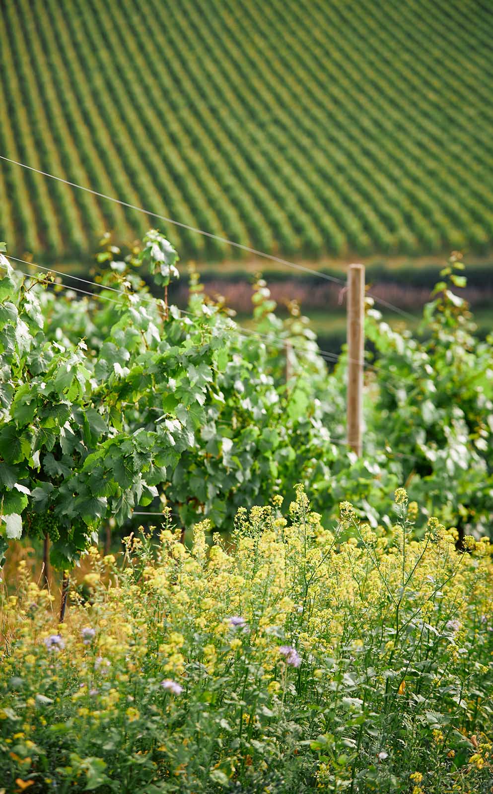 Hundred_Hills_Shop_2017 Blanc de Blancs_Background-993×1600