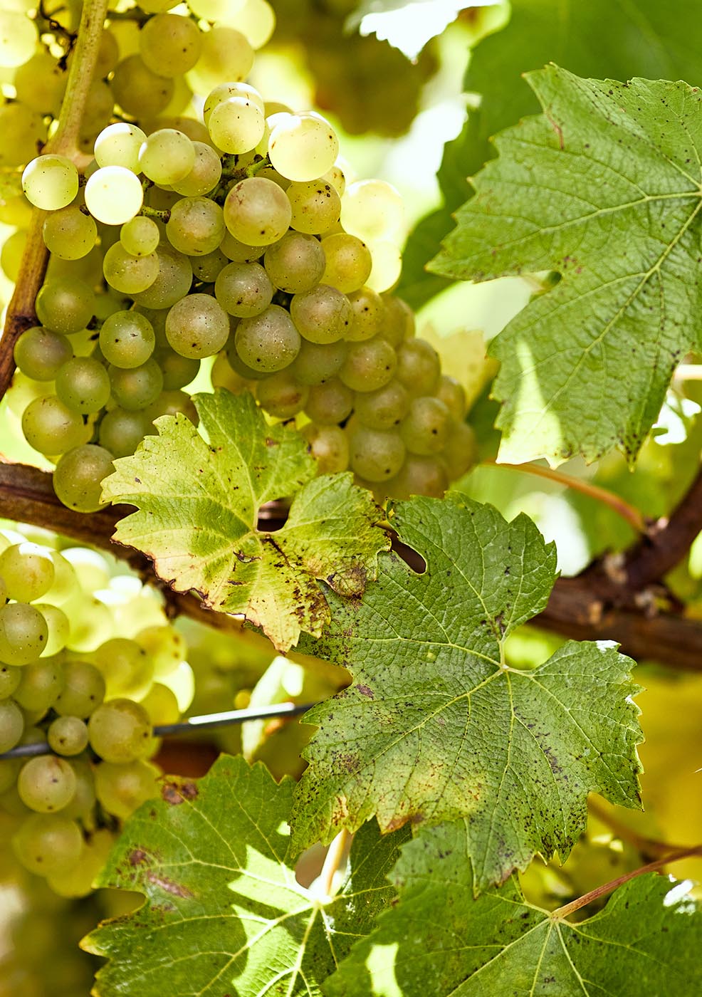 2017 Blanc de Blancs Background