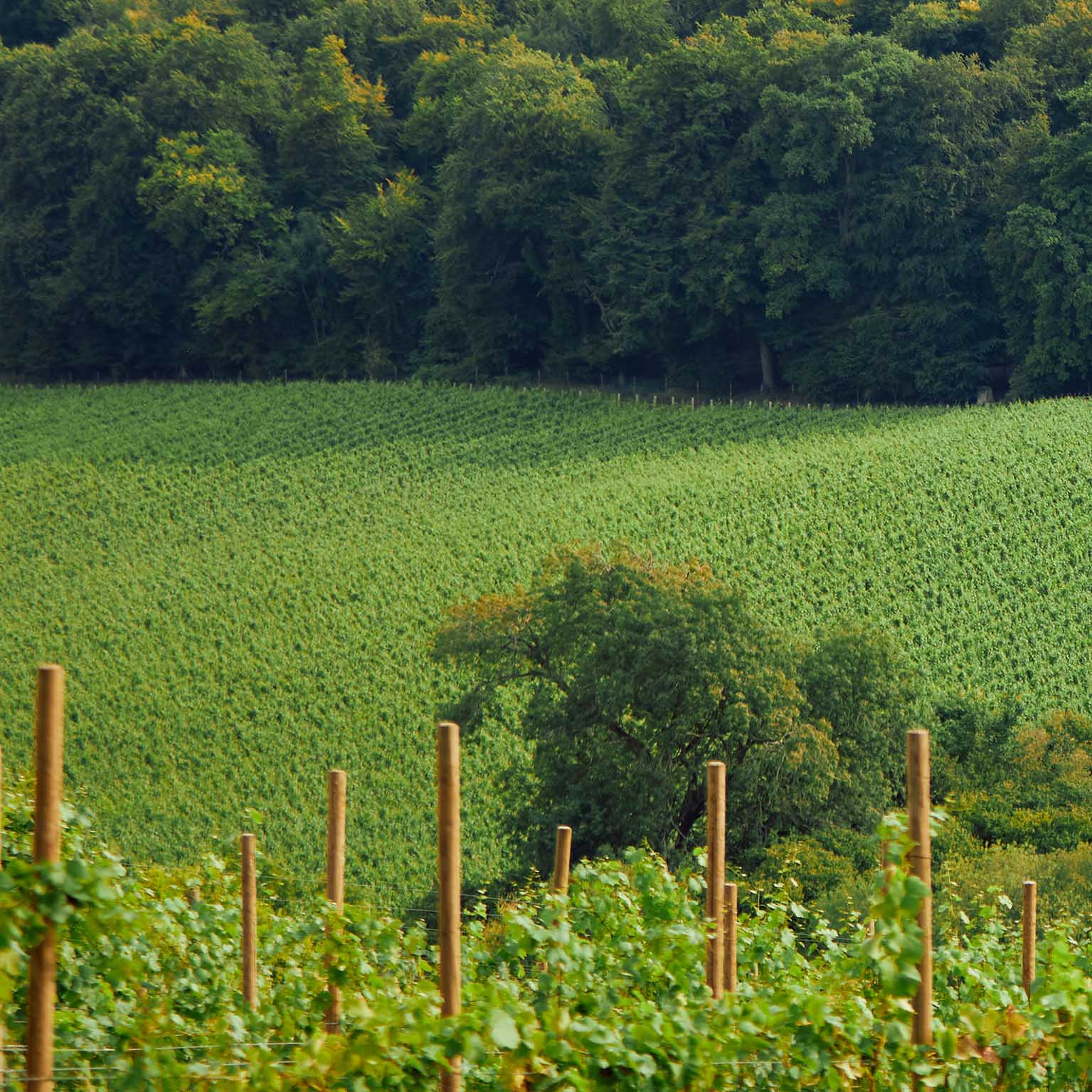 Hundred_Hills_Background1_1535x1535