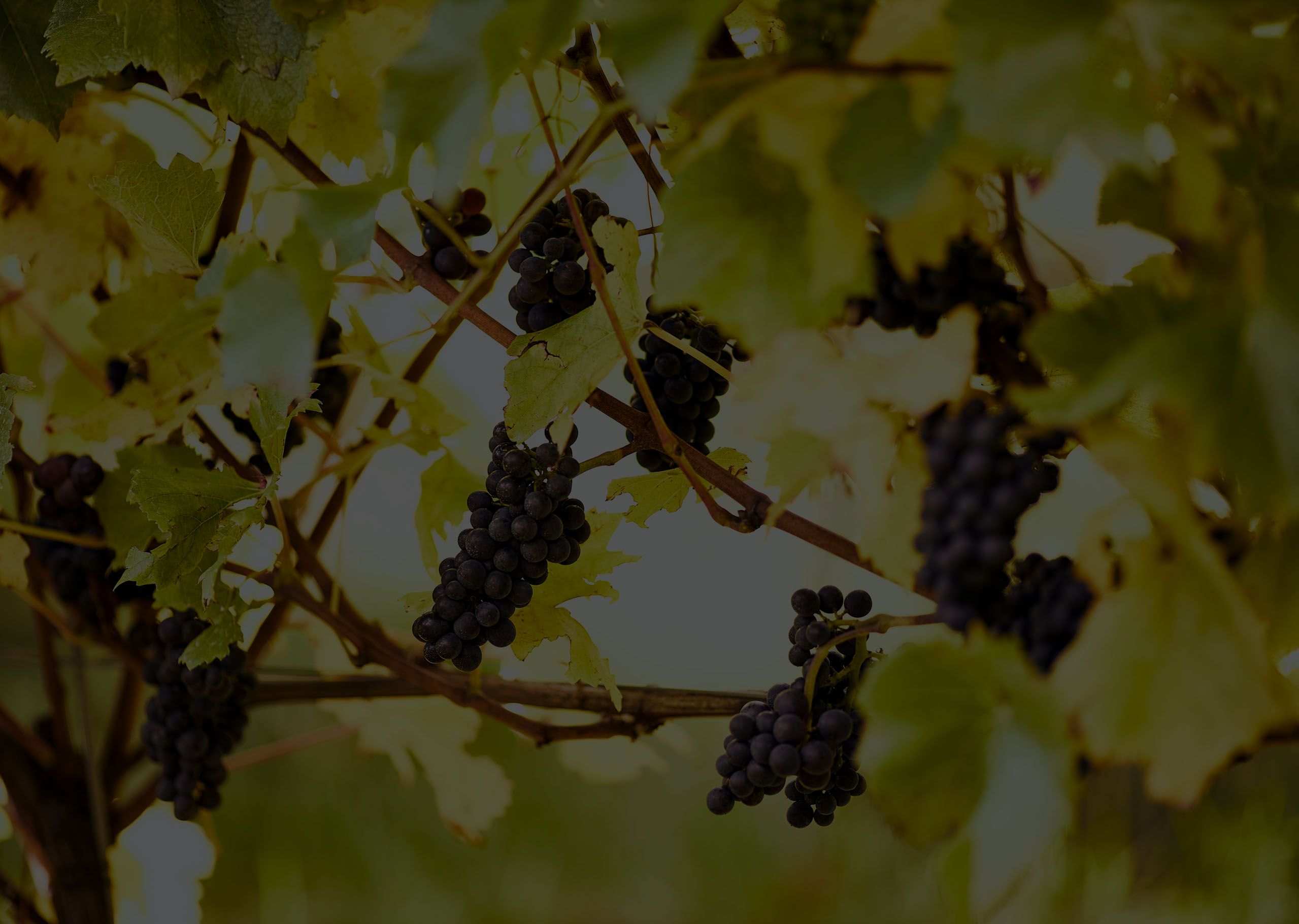 Hundred_Hills_Menu_OurWines_2559x1820 copy