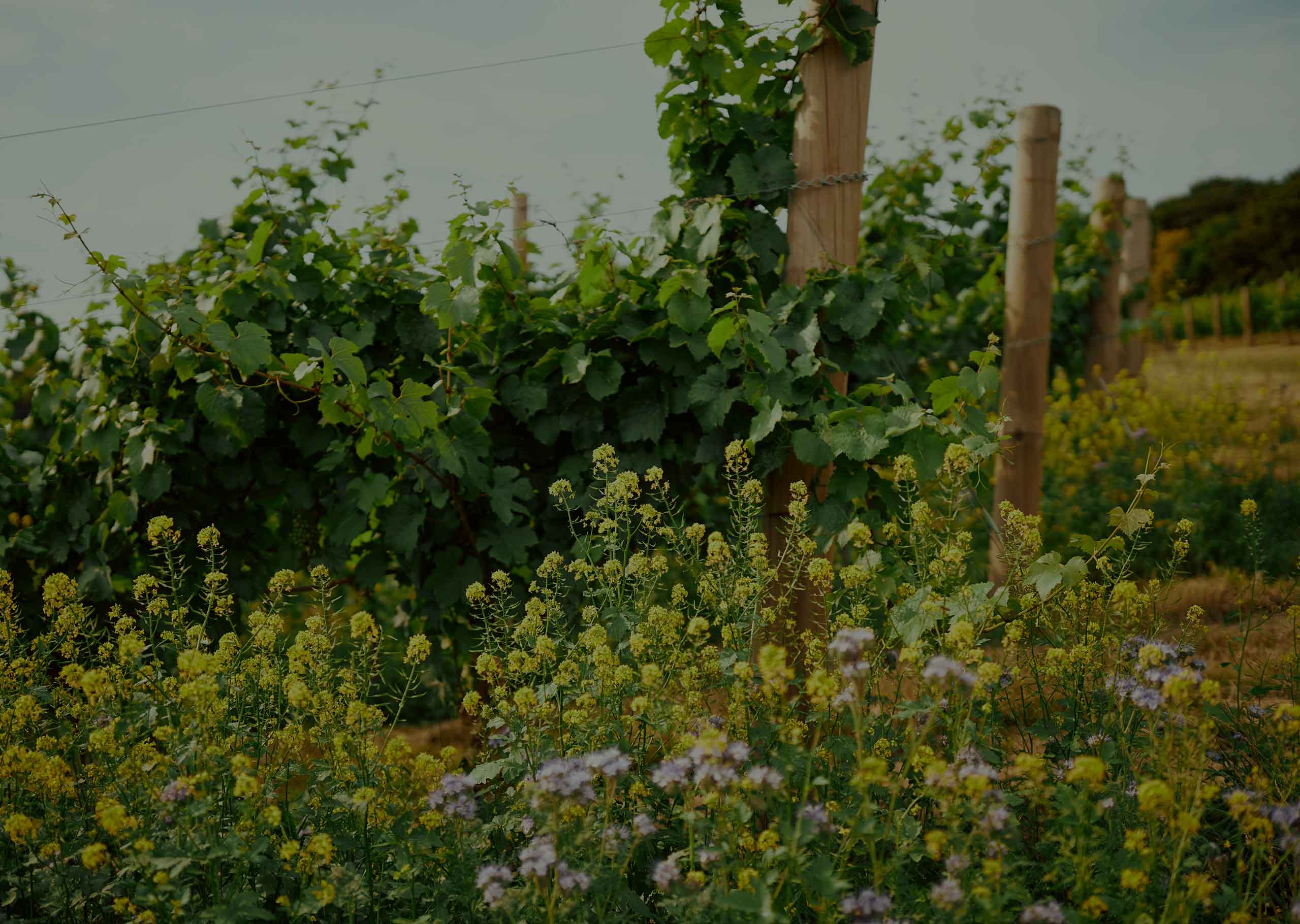 Hundred_Hills_Shop_Landing_Header-2559×1820