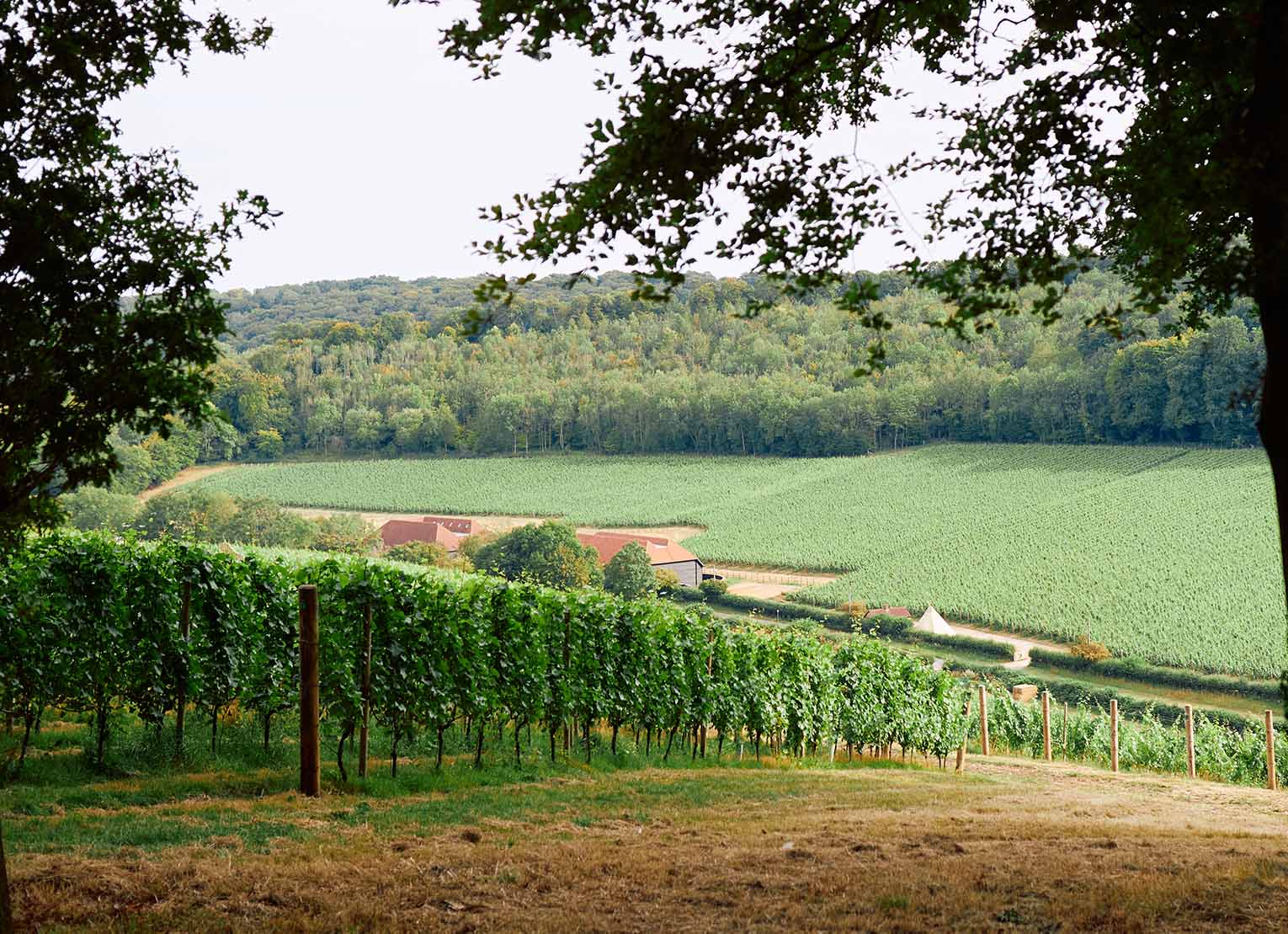 Hundred_Hills_VINES Block2