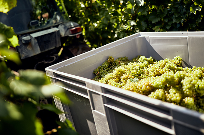 Hundred_Hills_VINES Block3