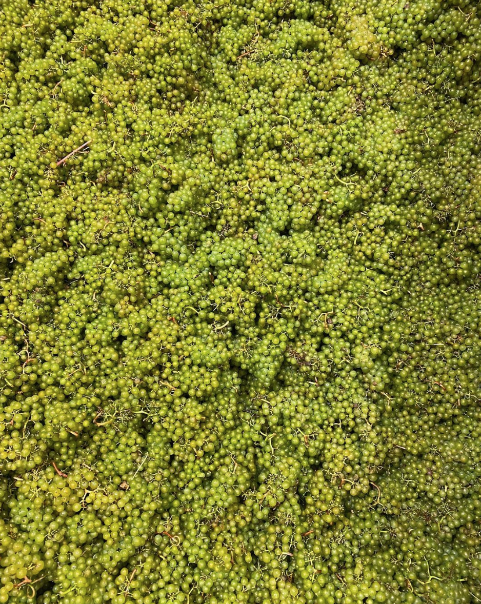 Chardonnay