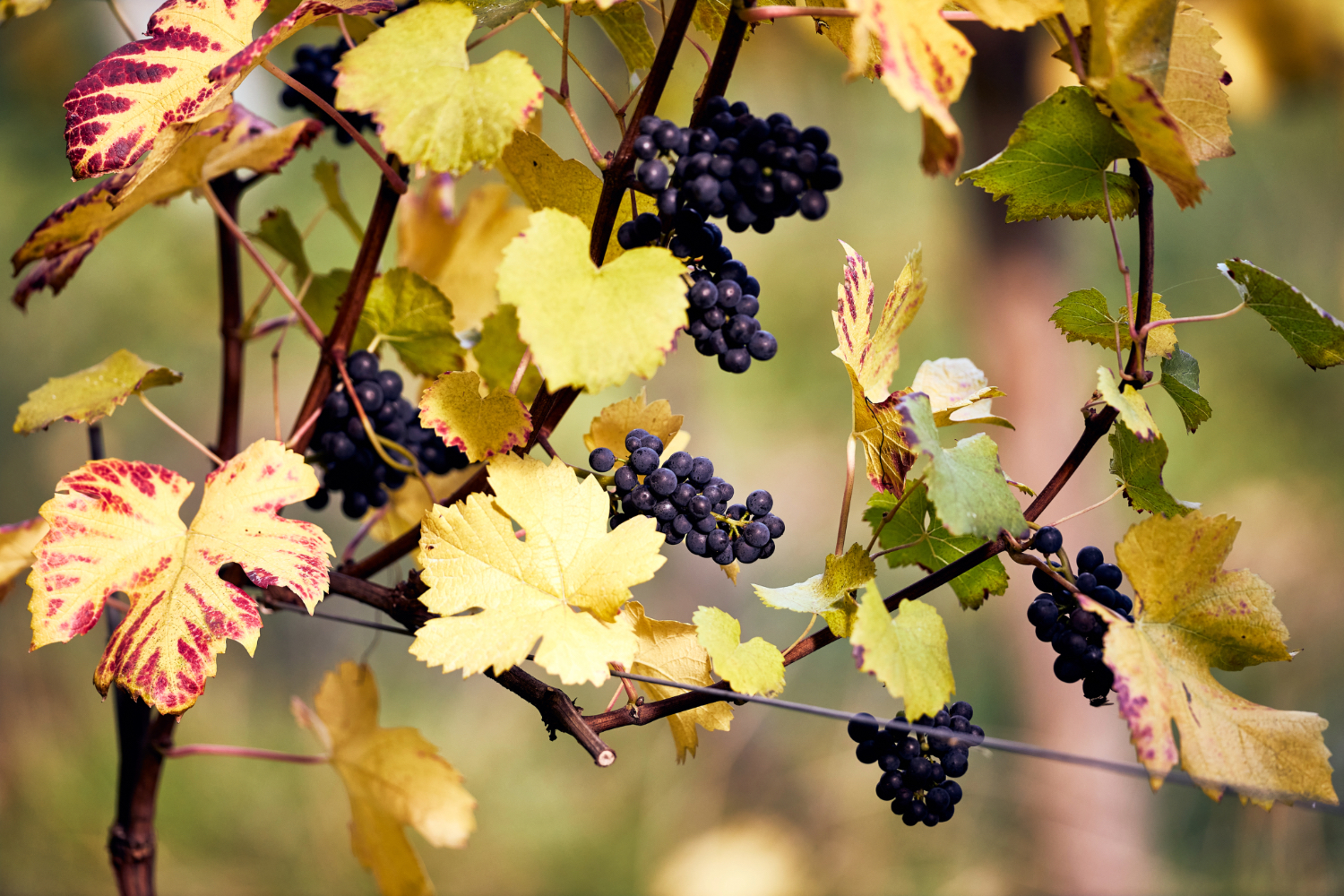 Pinot Noir grapes from Hundred Hills