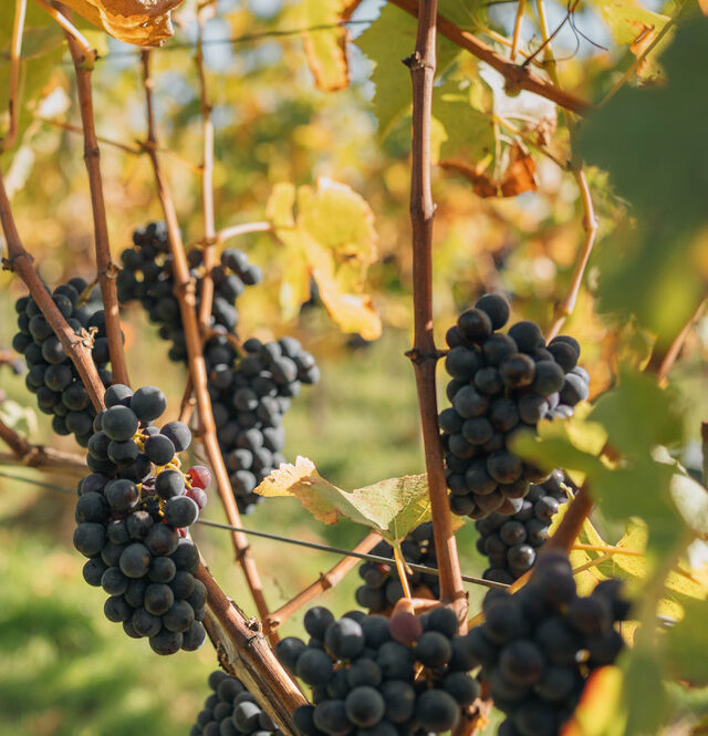 B050D772-CBDA-4953-9A98-C8487E588363_1_105_c